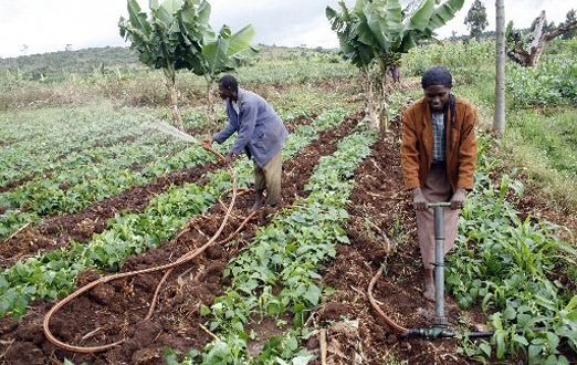 agriculture