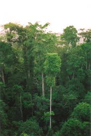 forest zone