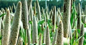 millet