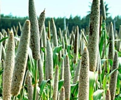 millet