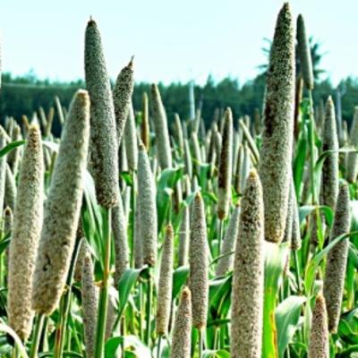 millet