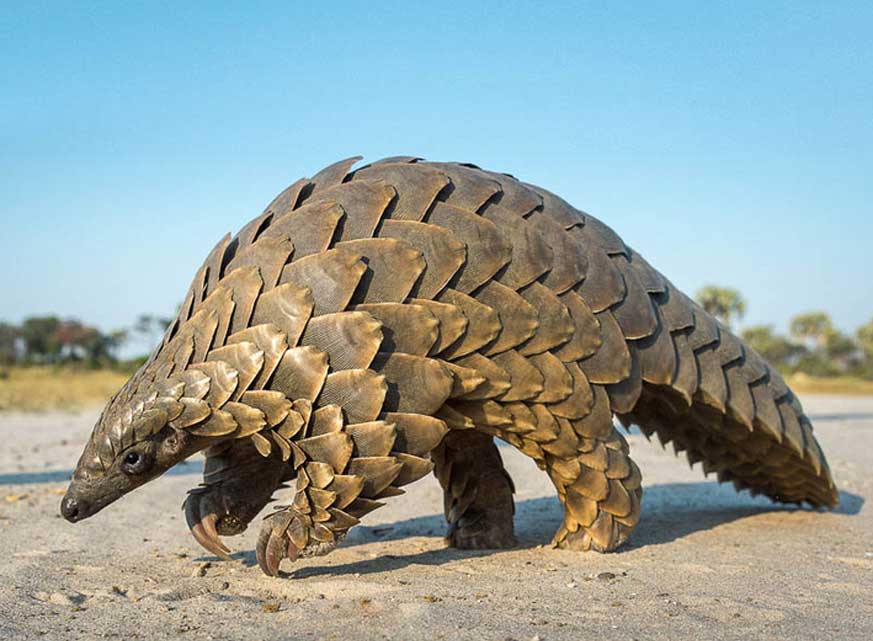 pangolin