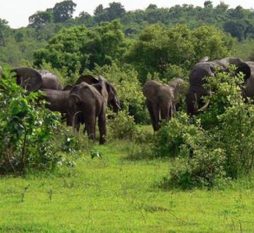 mole national park