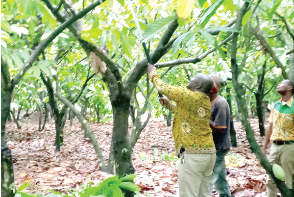 Dr Tackie-Otoo assisting a labourer to prune a cocoa tree