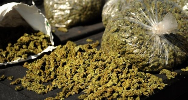 indian hemp