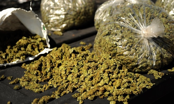 indian hemp